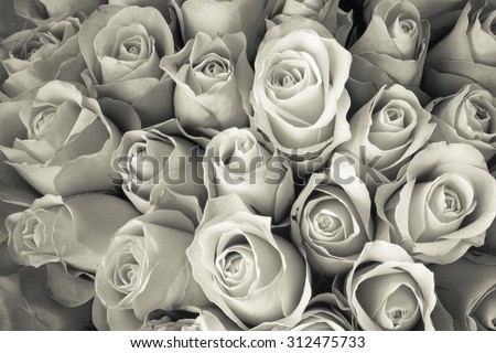 Natural Rose background. monochrome