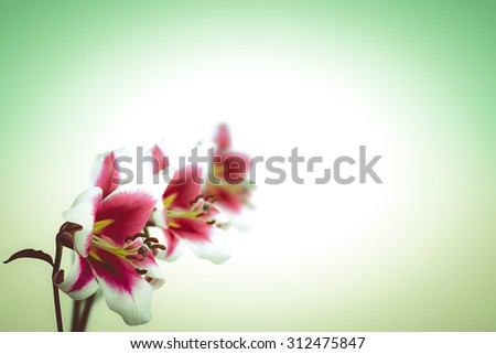Fresh Lily flowers isolated on white background. Space for text. Toned.