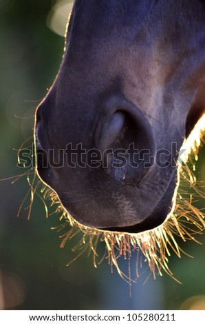 Horse nose with back lighting