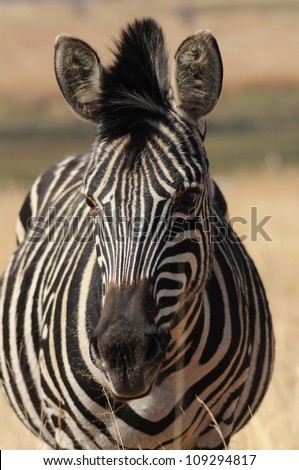 A portrait of a African animal called a zebra with black and white stripes