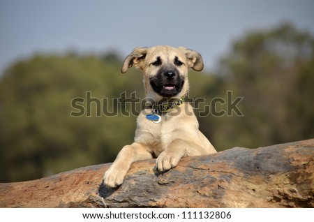 A cute male cream and black nosed Alsatian or German Shepard cross puppy or dog that has his paws resting on a log looking into the distance with nature in the background.