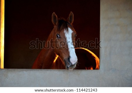 A portrait of a bay or brown horse with a white blaze looking or staring out his stable window, with the setting sun behind him.
