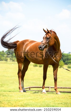 A stunning arab mare looking towards the left, with a horse halter on and swishing her tail.