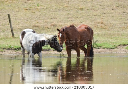 Two horses Horses sharing weeds from a dam and standing in the water