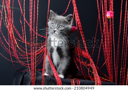 A grey kitten playing with red string on an isolated black background