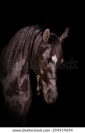A stunning headshot equine or horse, black gelding,stallion,mare arab horse portrait in a studio on a black background