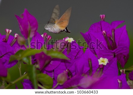Macroglossum stellatarum Hummingbird Hawk-moth