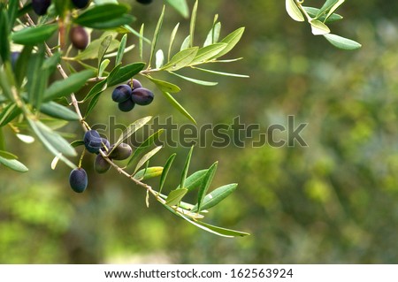 Olive branch and tree, ready for harvesting