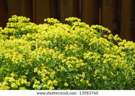 Green cultivated flowers against a background from brown fence