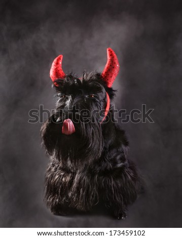 Devil Scotch terrier with red horns on black background