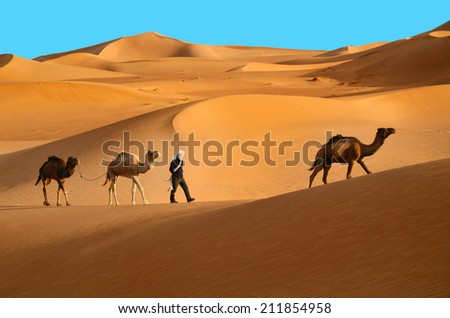 Three dromedary camels walking with berber man in the Sahara desert in Morocco