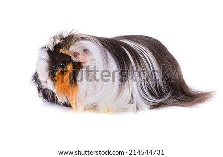 Small long hair guinea pig sitting on a white background