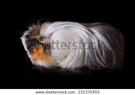 Clouse up of cute guinea pig on a black background