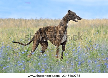 Similar – Foto Bild Windhund Hund 1 Tier