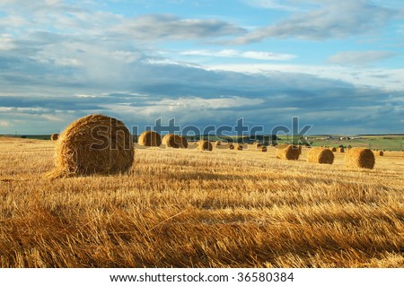 Similar – Image, Stock Photo Swaths of straw and conspicuous ruts on a mown field on a slope, in front of six different small deciduous trees, a road and a meadow / Summer