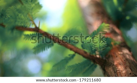 leaves of a redwood meta sequoia