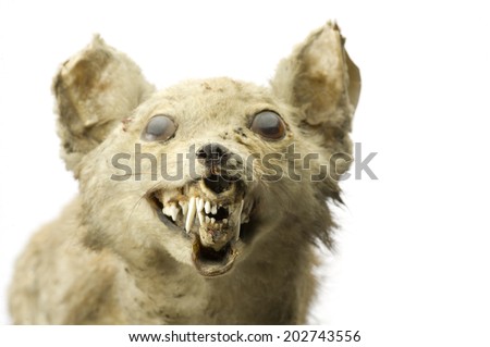 stuffed wolf head with open mouth Isolated on white
