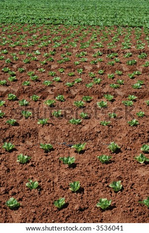 The cultivated field with progrown lettuce. Vertical.