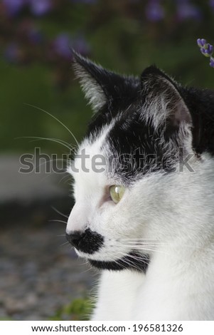 profile of black and white cat