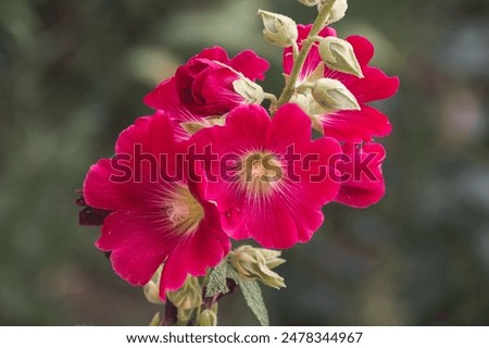 Similar – Image, Stock Photo Closeup of a Hollyhock