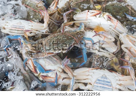 Pile of crabs fresh caught In the Market