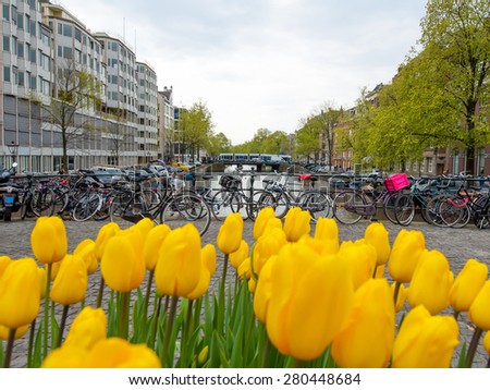 Amsterdam cityscape with tulips on the foreground and bikes on the background, the Netherlands.