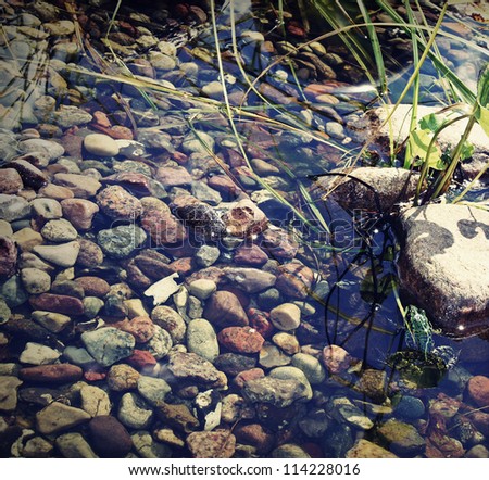 Tree frog in a rockery garden pond/bert the frog