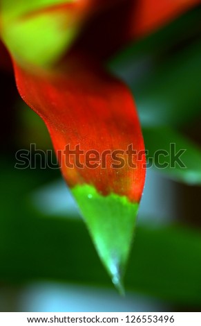 The close-up of a red-green leaf of an indoor plant/Red-green plant leaf