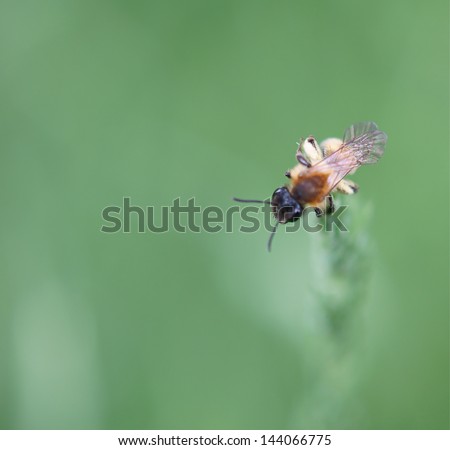 The macro close-up of a bee which stands on a blade of grass/Bee is looking out