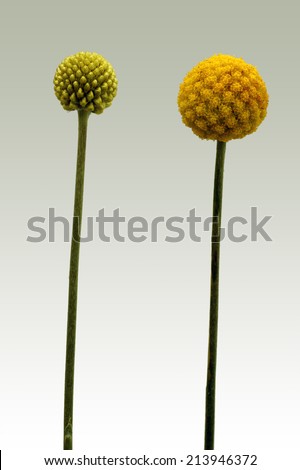The photograph of the isolated flower of Billy buttons, Craspedia globosa, in various stages of maturity / Flower of Billy buttons