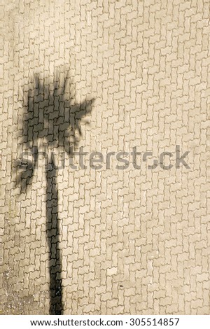 The aerial view and top view of a parking lot on the beach where a palm tree casts a shadow / Palm shadows