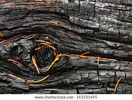 backgrounds or texture a charred wood sprinkled with spruce pine needles