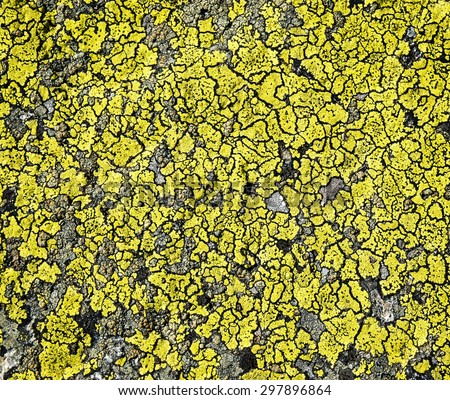 background or texture yellow moss on stone