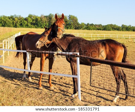 Two beautiful  horses behind a farm fence surrounded by a blue  sky
