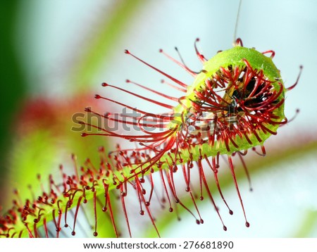 super macro of beautiful sundew ( drosera ).  insect catched by the plant. Floristic abstract background
