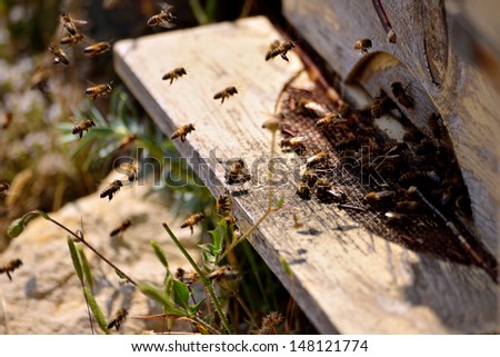 Similar – Image, Stock Photo dead bee in front of white background