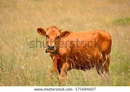 pretty cow standing alone