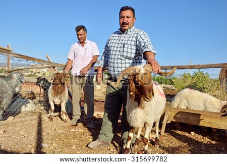 MERSIN, TURKEY - OCTOBER 14: Sheep in the barn before feast of the sacrifice on October 14, 2013 in Mersin, Turkey. Traditional sacrifice selling ceremony before feast of the sacrifice.