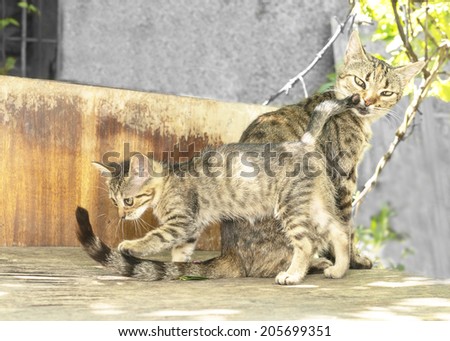 kitten playing with tail mom cat