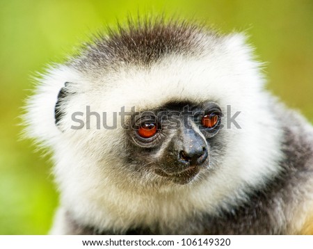 Lemur from Madagascar, King Julian