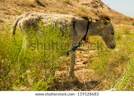 Alone sad donkey in the desert