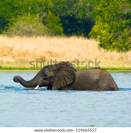 Elephants from Uganda play in the water