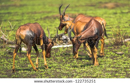 Antelopes on the field and green grass of Uganda, Africa