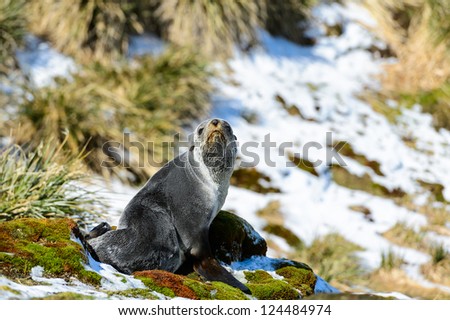 Atlantic fur seal in front of the beautiful snow nature. South Georgia, South Atlantic Ocean.