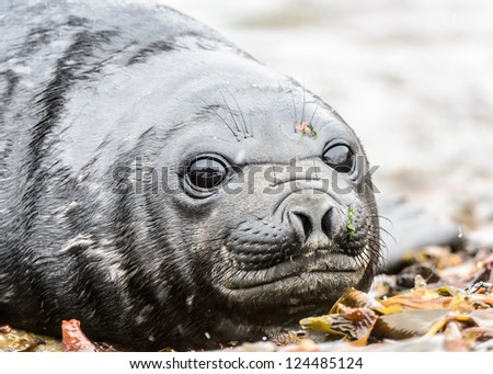 Beautiful eyes of a Baby Atlantic seal. South Georgia, South Atlantic Ocean.