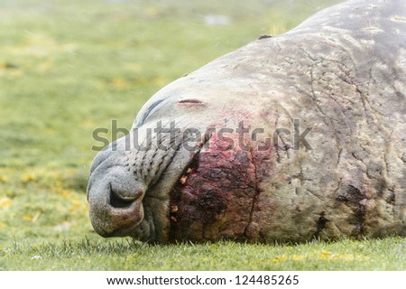 Elephant seal sleeps with a blood over the mouth. South Georgia, South Atlantic Ocean.