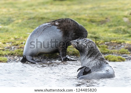 Atlantic fur seal out of the ocean. South Georgia, South Atlantic Ocean.