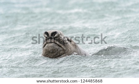 Elephant seal swims in the ocean. South Georgia, South Atlantic Ocean.