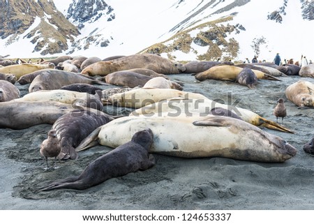 Seal lions lay over the coast line of the ocean.  South Georgia, South Atlantic Ocean.
