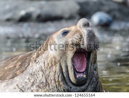 Elephant sea lion sings a song. South Georgia, South Atlantic Ocean.